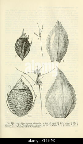 Les plantes des milieux humides et aquatiques du sud-ouest des États-Unis (page 477) BHL3346941 Banque D'Images