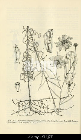 Les plantes des milieux humides et aquatiques du sud-ouest des États-Unis (page 1658) BHL3348122 Banque D'Images