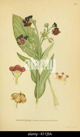 La planche 82 de 'Billeder af Nordens Flora' représente une illustration botanique détaillée de la flore nordique, mettant en valeur la diversité et les espèces uniques des plantes de la région. Banque D'Images