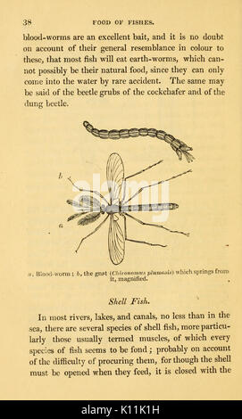 L'alphabet de la pêche scientifique à l'usage des débutants BHL6168308 Banque D'Images