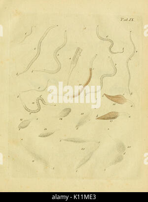 Infusoria Animalcula fluvia tilia et marina (Planche IX) BHL14383273 Banque D'Images