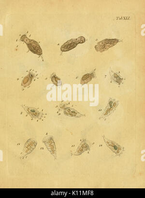 Infusoria Animalcula fluvia tilia et marina (Planche XLI) BHL14383337 Banque D'Images