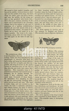 Une histoire naturelle de la papillons) (page 105) BHL20444745 Banque D'Images