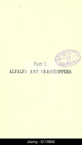 La luzerne, les sauterelles, les abeilles leur relation BHL23150665 Banque D'Images