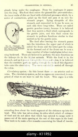 La luzerne, les sauterelles, les abeilles leur relation (page 45) BHL23150692 Banque D'Images