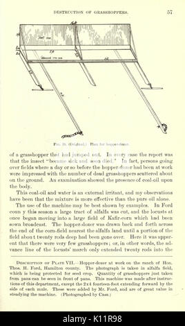 La luzerne, les sauterelles, les abeilles leur relation (page 57) BHL23150704 Banque D'Images