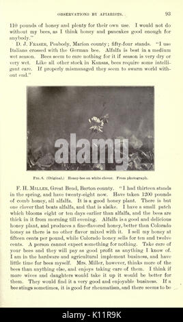 La luzerne, les sauterelles, les abeilles leur relation (page 93) BHL23150740 Banque D'Images