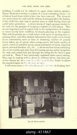 La luzerne, les sauterelles, les abeilles leur relation (page 127) BHL23150774 Banque D'Images