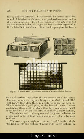 Les abeilles pour le plaisir et profit (page 38) BHL20458314 Banque D'Images