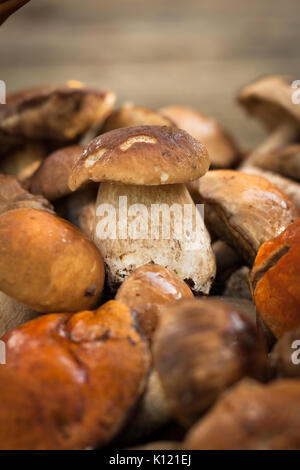 Champignons Boletus Eduli blanc. Petit champignon blanc comestible Boletus edulis allongé sur tas de champignons sauvages de la forêt de près. Focus sélectif. Banque D'Images