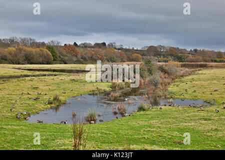Bowling Green Marsh ; réserve RSPB Topsham, Devon Banque D'Images