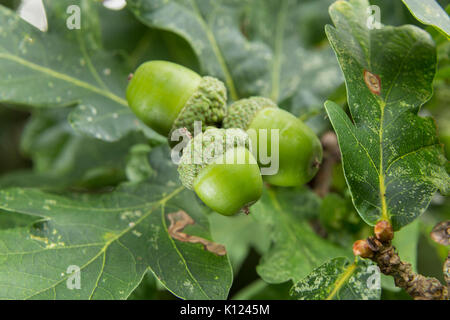 Les glands poussent sur un arbre de chêne, Quercus robur, le chêne commun. Banque D'Images