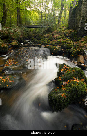 Kennall Vale, Cornwall, UK Banque D'Images