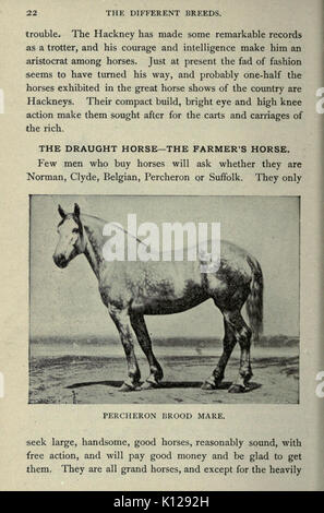 Biggle livre cheval (page 22) BHL23865045 Banque D'Images