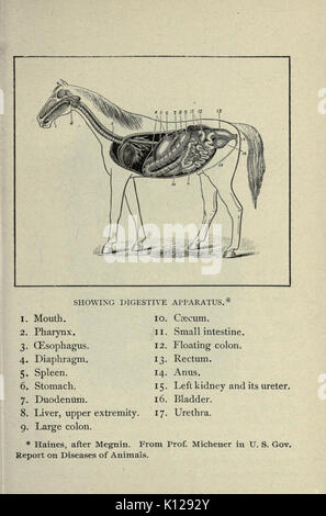 Biggle livre cheval (page 29) BHL23865052 Banque D'Images