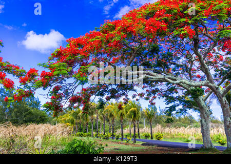 Bel arbre exotique avec des fleurs rouge flamboyant. île Maurice Banque D'Images
