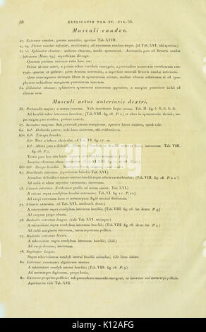 Une étude anatomique détaillée des tortues européennes à partir de l'ouvrage 'Anatome testudinis europaeae', qui se concentre sur la structure et les caractéristiques des espèces de tortues en Europe. Banque D'Images