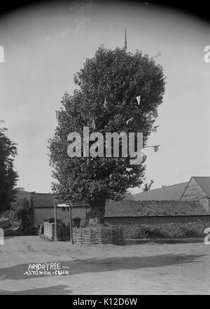 Arbor arbre, Aston sur d'Oisans (1294745) Banque D'Images