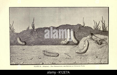 La luzerne, les sauterelles, les abeilles leur relation (page 22) BHL23150650 Banque D'Images