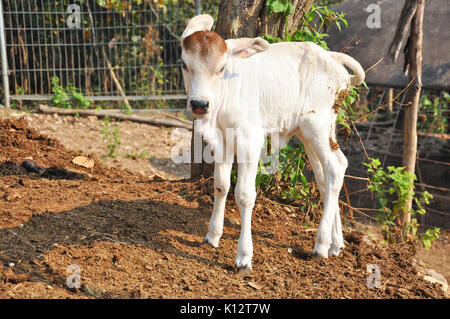 Le Brahman américain race présente une grande ébullition distinct sur le dessus de l'épaule et du cou, et d'un lambeau de peau lâche (fanon) suspendu au cou. Banque D'Images