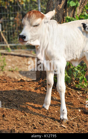 Le Brahman américain race présente une grande ébullition distinct sur le dessus de l'épaule et du cou, et d'un lambeau de peau lâche (fanon) suspendu au cou. Banque D'Images