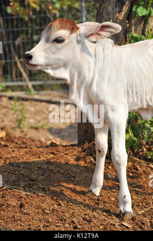 Le Brahman américain race présente une grande ébullition distinct sur le dessus de l'épaule et du cou, et d'un lambeau de peau lâche (fanon) suspendu au cou. Banque D'Images