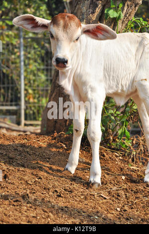 Le Brahman américain race présente une grande ébullition distinct sur le dessus de l'épaule et du cou, et d'un lambeau de peau lâche (fanon) suspendu au cou. Banque D'Images