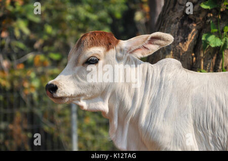 Le Brahman américain race présente une grande ébullition distinct sur le dessus de l'épaule et du cou, et d'un lambeau de peau lâche (fanon) suspendu au cou. Banque D'Images