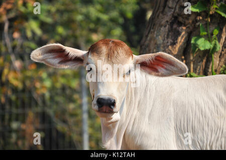 Le Brahman américain race présente une grande ébullition distinct sur le dessus de l'épaule et du cou, et d'un lambeau de peau lâche (fanon) suspendu au cou. Banque D'Images