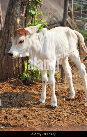 Le Brahman américain race présente une grande ébullition distinct sur le dessus de l'épaule et du cou, et d'un lambeau de peau lâche (fanon) suspendu au cou. Banque D'Images