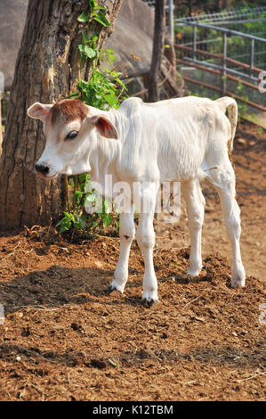 Le Brahman américain race présente une grande ébullition distinct sur le dessus de l'épaule et du cou, et d'un lambeau de peau lâche (fanon) suspendu au cou. Banque D'Images