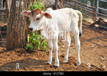 Le Brahman américain race présente une grande ébullition distinct sur le dessus de l'épaule et du cou, et d'un lambeau de peau lâche (fanon) suspendu au cou. Banque D'Images