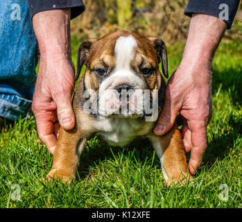 Man's hands holding sur l'herbe un beau, âgé de huit semaines, rouge / British Bulldog Anglais chiot mâle avec un visage blanc. Banque D'Images