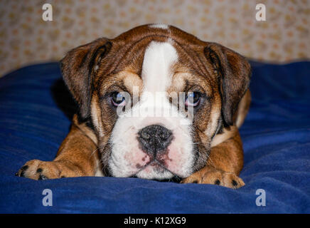 Un beau rouge, Français / British Bulldog chiot mâle avec un masque blanc, allongé sur une couverture bleue à la recherche dans l'appareil. Banque D'Images