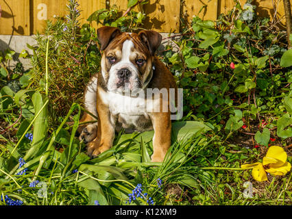 Une belle, trois mois, rouge / British Bulldog Anglais chiot mâle avec un masque blanc, assis au milieu des plantes de jardin, face à la caméra. Banque D'Images