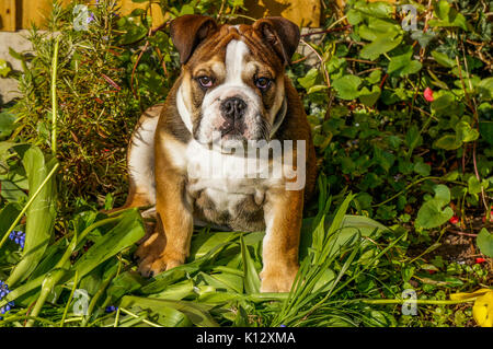 Une belle, trois mois, rouge / British Bulldog Anglais chiot mâle avec un masque blanc, assis au milieu des plantes de jardin, face à la caméra. Banque D'Images