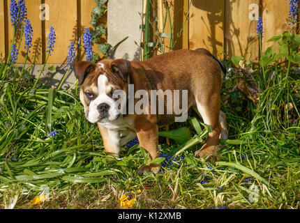 Une belle, trois mois, rouge / British Bulldog Anglais chiot mâle avec un masque blanc, debout parmi les plantes de jardin, face à la caméra. Banque D'Images