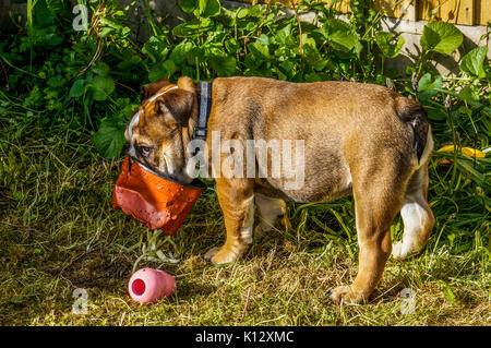 Une belle, trois mois, rouge / British Bulldog Anglais chiot mâle, jouant dans son jardin, avec un pot en plastique sur son visage. Banque D'Images