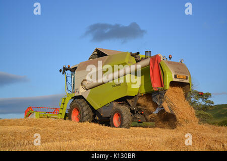 Moissonneuse-batteuse Claas Tucano 430 Banque D'Images