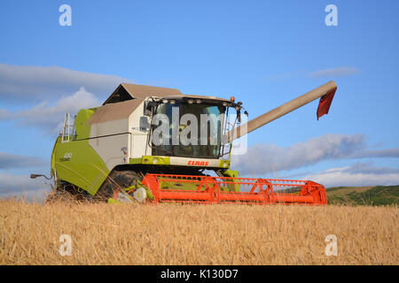 Moissonneuse-batteuse Claas Tucano 430 Banque D'Images