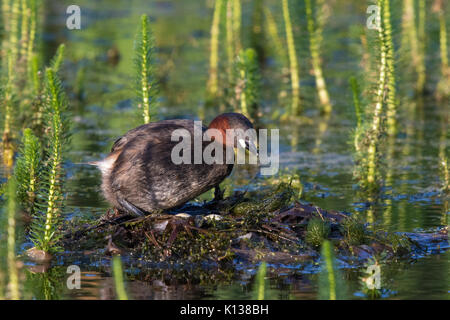 Grèbe castagneux (Tachybaptus ruficollis) réorganisant les oeufs dans son nid Banque D'Images