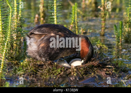 Grèbe castagneux (Tachybaptus ruficollis) réorganisant les oeufs dans son nid Banque D'Images