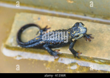 Anderson's Crocodile Newt (33518872052) Banque D'Images