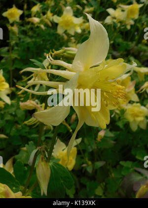 Aquilegia jaune swan Banque D'Images