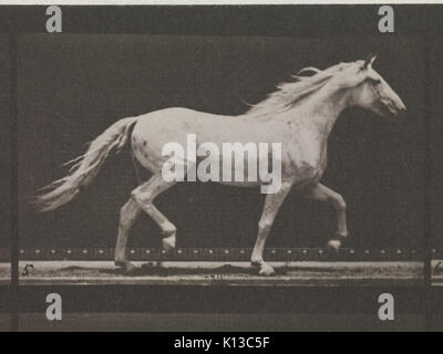 Animal locomotion. Une enquête photographique de phases consécutives de mouvements des animaux. 1872 1885 a débuté fin. Volume IX, les chevaux atteints DP275251 Banque D'Images