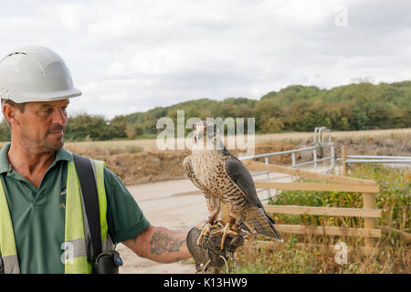 Falconer et d'oiseau au travail pour protéger les oiseaux nuisibles loin des opérateurs sur site d'enfouissement Banque D'Images