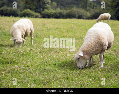 Moutons dans un champ agricole Banque D'Images