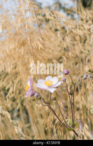 Anemone x hybrida elegans. Anémone du Japon 'Elegans' fleurit parmi Stipa gigantea 'Gold Fontaene' herbe. L'avoine d'or. L'herbe plumes géant Banque D'Images