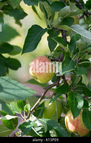 Malus domestica 'Red Falstaff'. La pomme 'Falstaff' rouge sur un arbre dans un verger. UK Banque D'Images