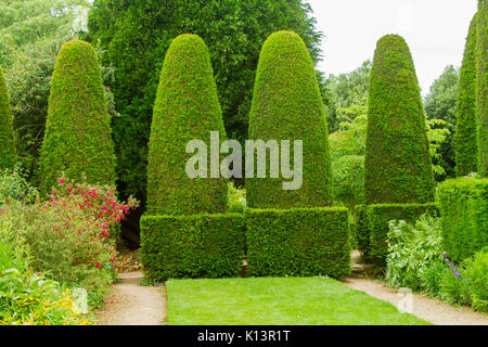 Jardin Anglais avec rangée de forme conique haute haies topiaires d'If à côté de pelouse vert émeraude et soigné pathways Banque D'Images